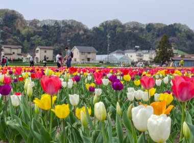 2016 10 Nisan. Tokyo Japonyası. Hamura şehrinde Tam çiçekli Laleler çiçek festivali ile turist.