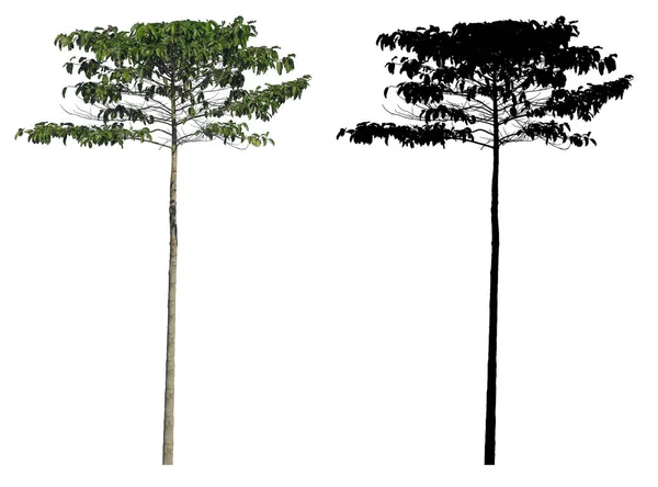 Натуральные Тонкие Вечнозеленые Листья Дерева Черной Альфа Маской Изолированы Белом — стоковое фото
