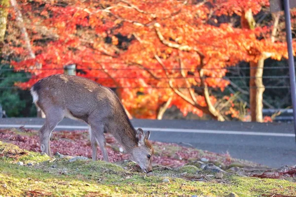 Japon Geyik Kırmızı Akçaağaç Ile Yeme Arka Plan Olarak Sonbahar — Stok fotoğraf