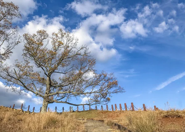 dry grass park land and trees with blue sky as background on autumn season at WAKAKUSA mountain, Nara Japan.