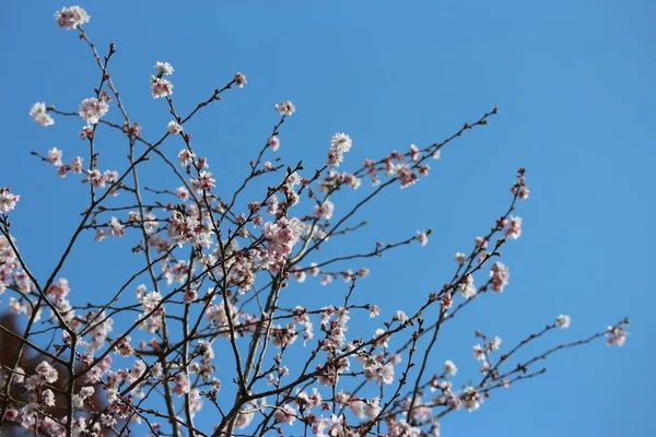 青空を背景に秋の季節に咲く日本の特別桜型 — ストック写真