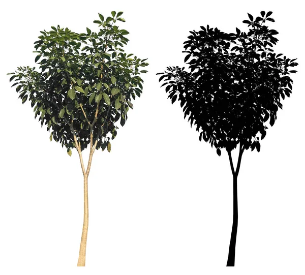 白い背景に隔離された黒いアルファマスクを持つ自然なスリムなトランクグリーンの葉の木 — ストック写真