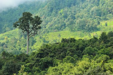 kırsal tayland dağ ile çevrili doğal yeşil orman.