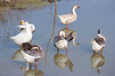 Doğal beyaz ördekler ayakta ve yeşil gölet üzerinde yiyecek arıyor.