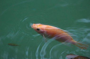 Havuz yüzey su üstünde nefes küçük bir kırmızı tilapia balık.