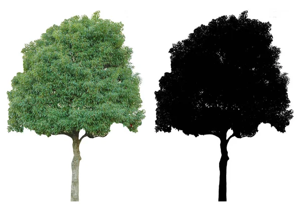 Árvore Folhas Verdes Naturais Com Máscara Alfa Preto Isolado Fundo — Fotografia de Stock