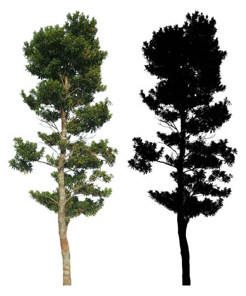 Дерево Высокими Зелеными Листьями Черной Альфа Маской Белом Фоне — стоковое фото