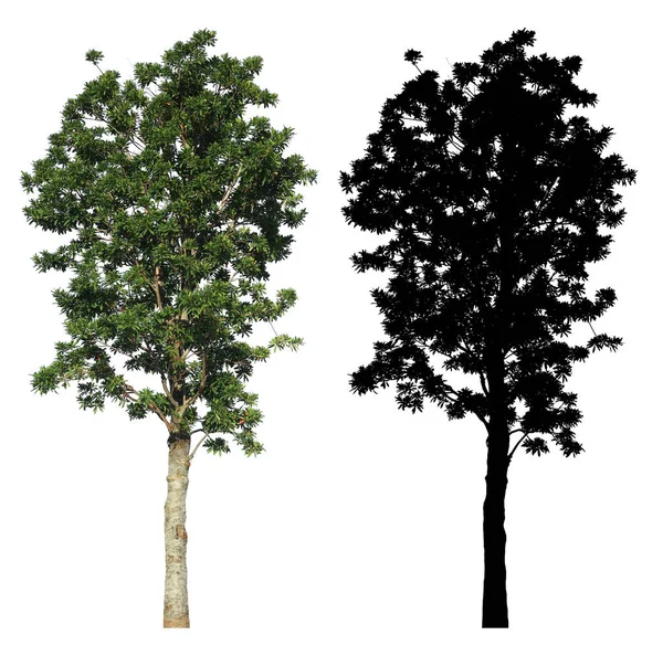 Ogród Wysoki Zielony Liści Drzewo Czarną Maską Alfa Białym Tle — Zdjęcie stockowe