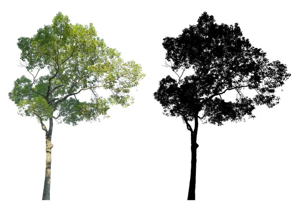 Зеленые Листья Сада Дерево Черной Альфа Маской Изолированы Белом Фоне — стоковое фото