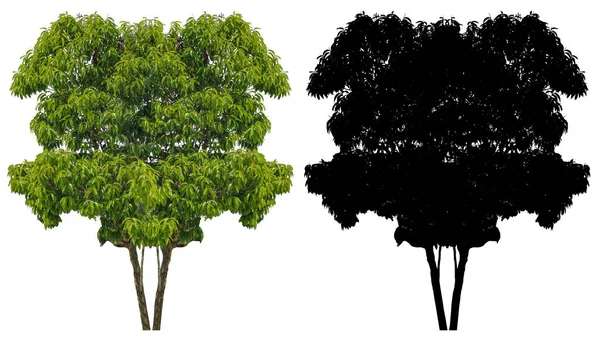 Ένα Φυσικό Πράσινο Δέντρο Φύλλα Μαύρη Μάσκα Άλφα Απομονωθεί Λευκό — Φωτογραφία Αρχείου