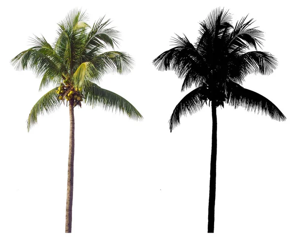 High Tall Coconut Palm Tree Black Alpha Mask Isolated White — Stock Photo, Image