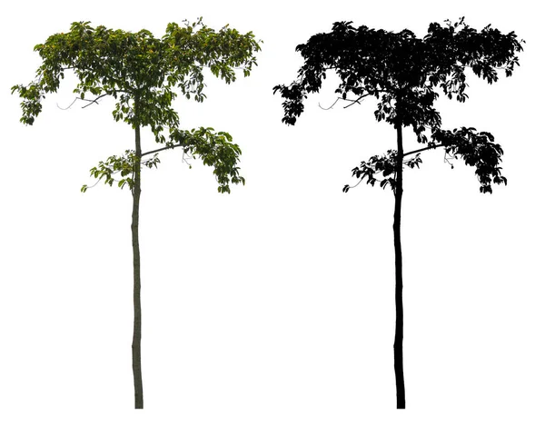 Естественный Тонкий Высокие Зеленые Листья Дерева Черной Альфа Маской Изолированы — стоковое фото