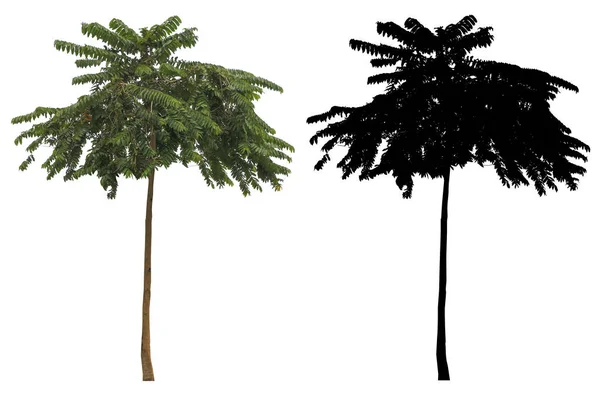 白い背景に隔離された黒いアルファマスクを持つ自然なスリムな高緑色の葉の木 — ストック写真