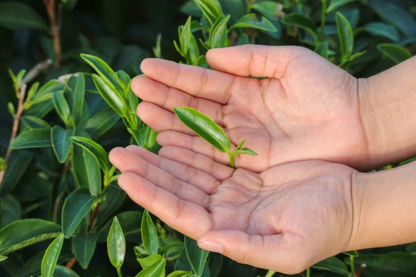 human hand choosing the best natural organic green leaves tea from farm.