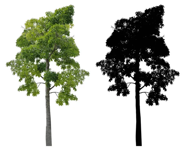 Высоко Зеленые Листья Дерева Черная Альфа Маска Изолированы Белом Фоне — стоковое фото