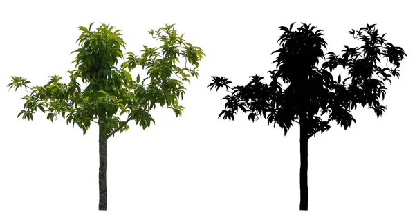 Дерево Зеленых Листьев Черная Альфа Маска Белом Фоне — стоковое фото