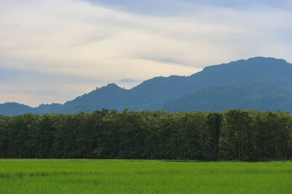 绿色稻田的自然景观与乡村山天空背景 — 图库照片