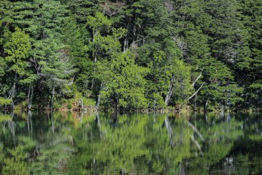 Japon Alpleri Kamikochi Nagano Myojin gölet yansıma ile doğal yeşil yaprakları ağaç ormanı.