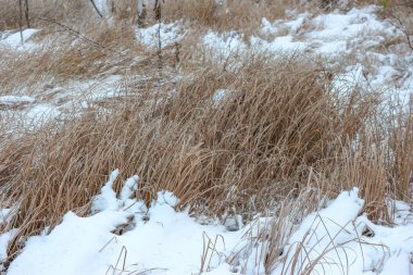 Kuru Çim kış sezonunda kar tarafından coverred edildi.