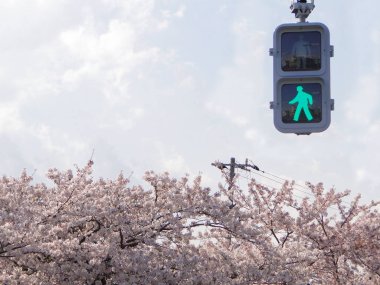 Tam çiçek açan Japon Sakura kiraz çiçekleri ile yeşil trafik ışığı arka plan olarak çiçekler ağaçları.