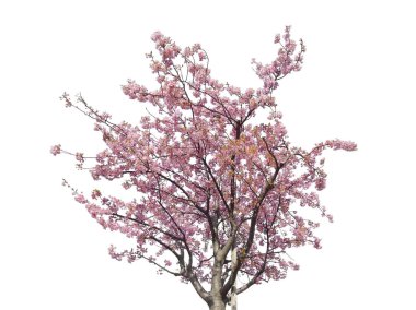 Japon tam çiçekli Sakura çiçek, beyaz arka planda izole pembe kiraz çiçekleri ağacı düşük açı görünümü.