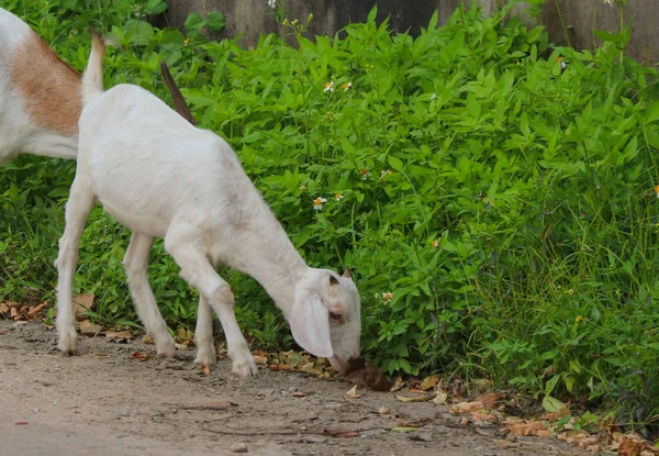 Thai Getter Äta Grönt Gräs Landsbygden — Stockfoto