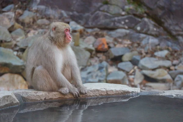 Macaco Selvagem Japonês Com Onsen Natural Fonte Termal Parque Yaenkoen — Fotografia de Stock