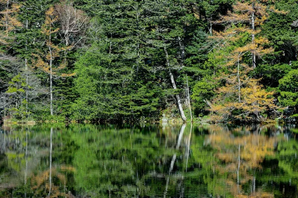 Floresta Árvore Folhas Verdes Naturais Com Reflexão Sobre Lagoa Myojin — Fotografia de Stock