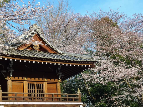 Antiguo Templo Japonés Con Sakura Rosa Árbol Flores Cerezo Parque — Foto de Stock
