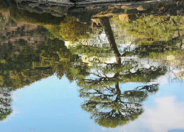 Een Reflectie Het Water Van Japanse Bonsai Stapel Boom Hemel — Stockfoto