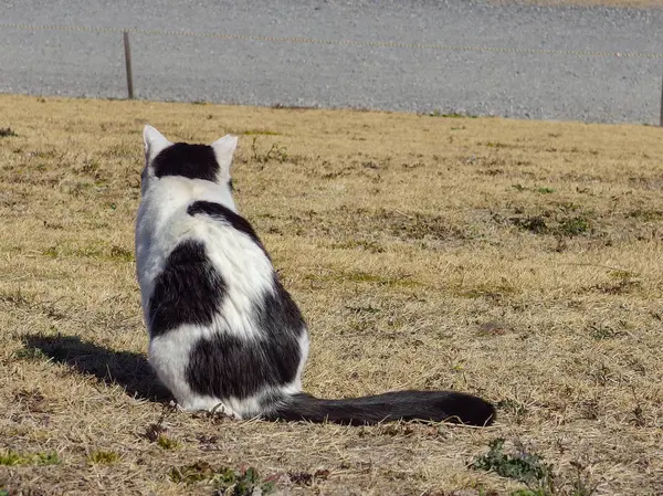 站在干燥的黄草上的可爱的猫 — 图库照片