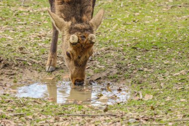 Nara milli parkta Japon vahşi dostu sevimli geyik içme suyu.