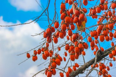 Bulut mavi gökyüzü arka plan ile Japon Trabzon meyve dal ağacı.