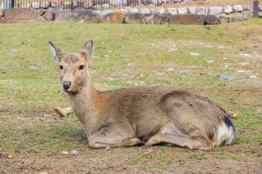 Nara milli halk parkında oturan ve rahatlatıcı Japon vahşi dostu sevimli geyik.