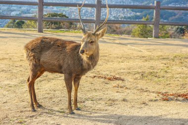 Wakakusa Dağı, Nara Milli Parkı'nın tepesinde Japon vahşi dostu geyik.