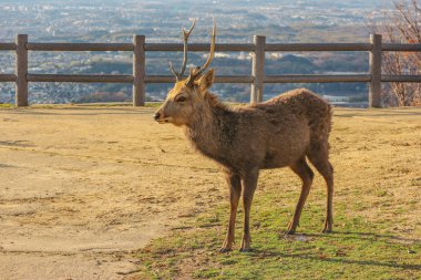 Wakakusa Dağı, Nara Milli Parkı'nın tepesinde Japon vahşi dostu geyik.