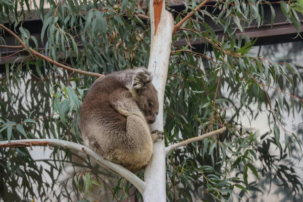 Koala Bear Sleeping Tree — Stock Photo, Image