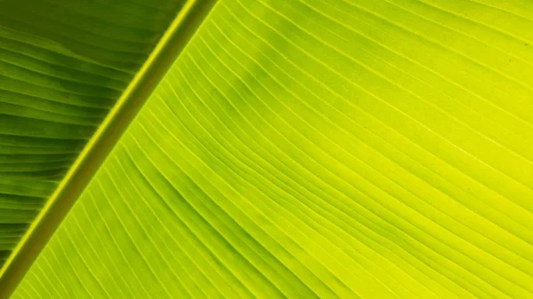 Low Angle View Greenery Banana Leaf Background Sunny Day — Stock Photo, Image