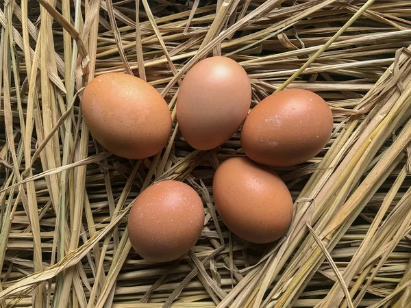 Huevos Pollo Marrón Naturaleza Hierba Seca Granja Orgánica — Foto de Stock