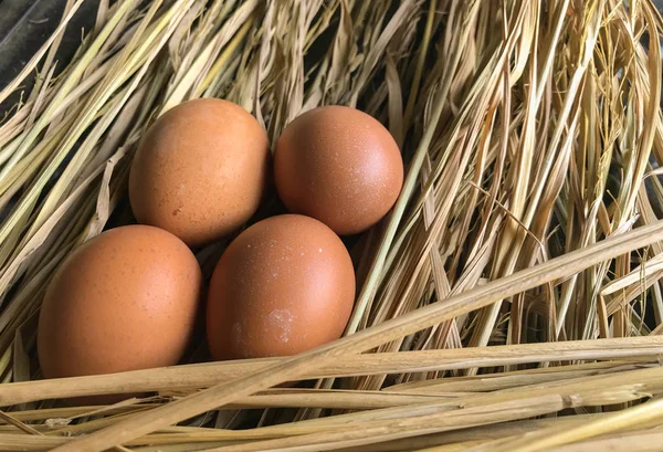 Huevos Pollo Marrón Naturaleza Hierba Seca Granja Orgánica — Foto de Stock