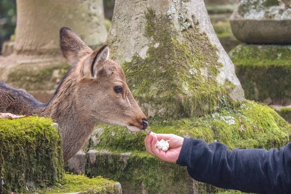 Nara milli halk parkı turist gıda yeme Japon vahşi dostu sevimli geyik.