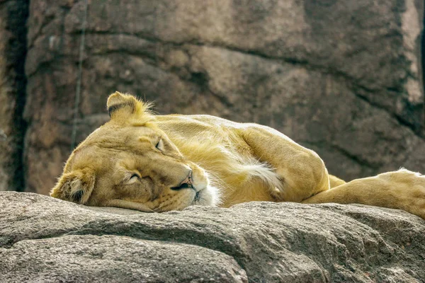 Leão Fêmea Selvagem Relaxante Dormindo Pedra Rocha — Fotografia de Stock
