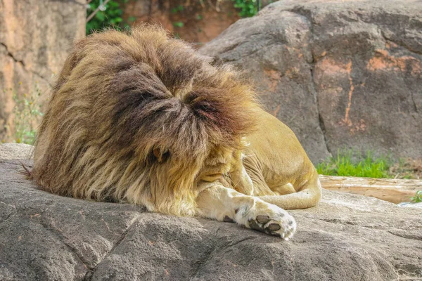 wild big king lion sleeping on the rock stone.