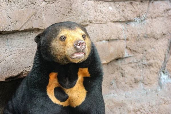 Svart Malayan Sun Bear Eller Honey Bear Rock Cliff Ground — Stockfoto