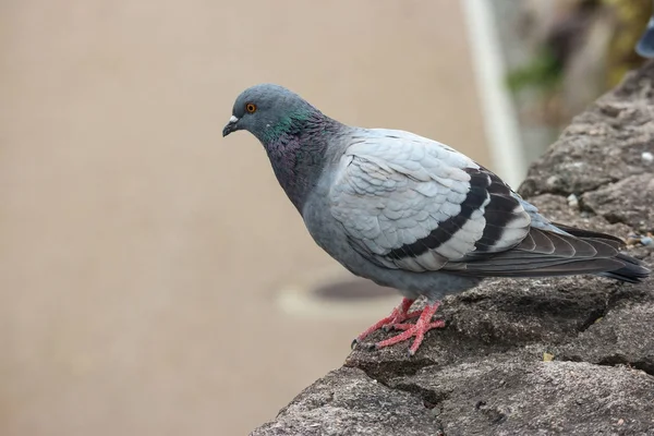 Japanese Dove Bird Standing Rock Stone — Stock Photo, Image