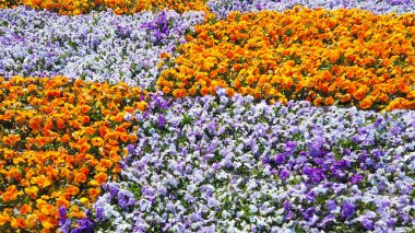 rastgele Afrika menekşe ve sarı çiçekler çiftlik arazi arka plan.