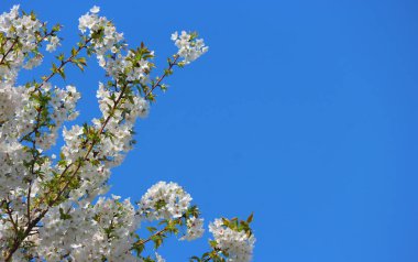 Japon beyaz kiraz çiçekleri Mavi gökyüzü arka plan üzerinde Sakura çiçekleri şube.