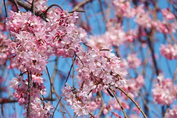 青空に咲く美しい日本のピンクの桜シダレさくら枝 — ストック写真