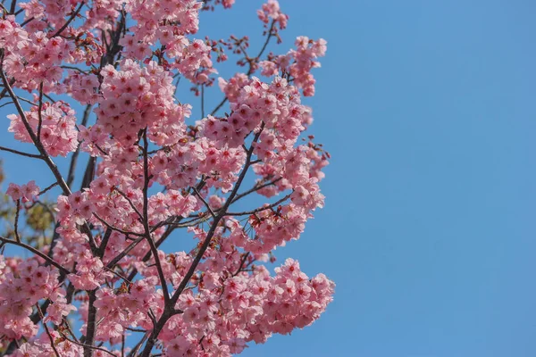 春の青空に咲く日本の満開ピンクの桜の枝 — ストック写真