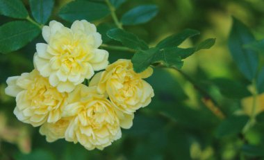 Doğal tatlı küçük sarı güller arka planda dallanır.